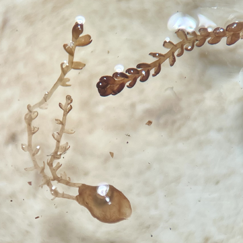 Gymnocolea inflata